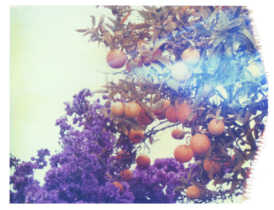 oranges + purples